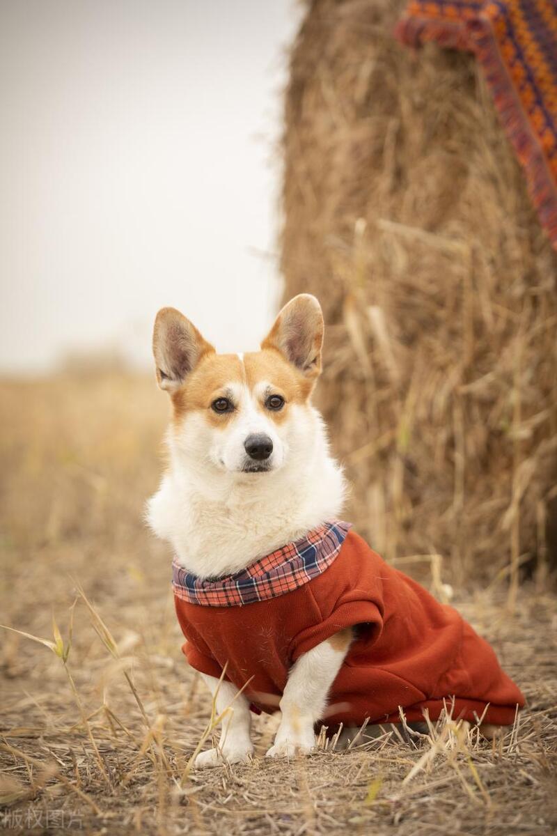 狗狗怕冷怎么解决,狗狗怕冷应该怎么办