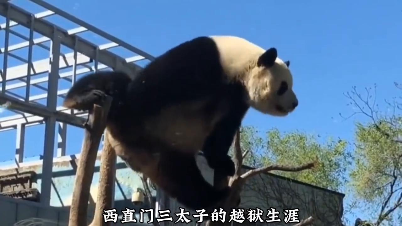 越狱几次才能成功,越狱屡次失败