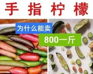 柠檬多少钱一斤最便宜的,广西手指柠檬多少钱