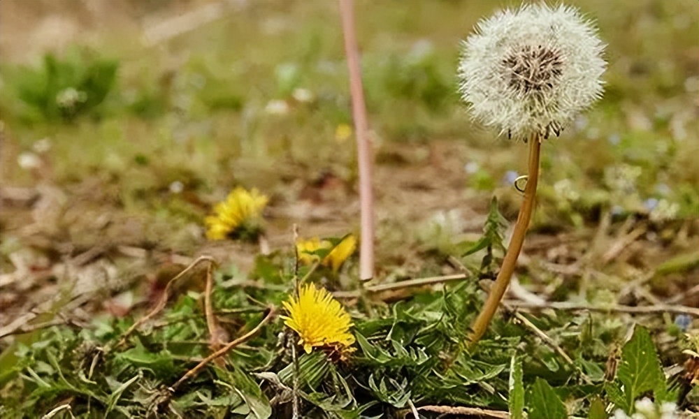 野生蒲公英降血糖,蒲公英是糖尿病的克星吗