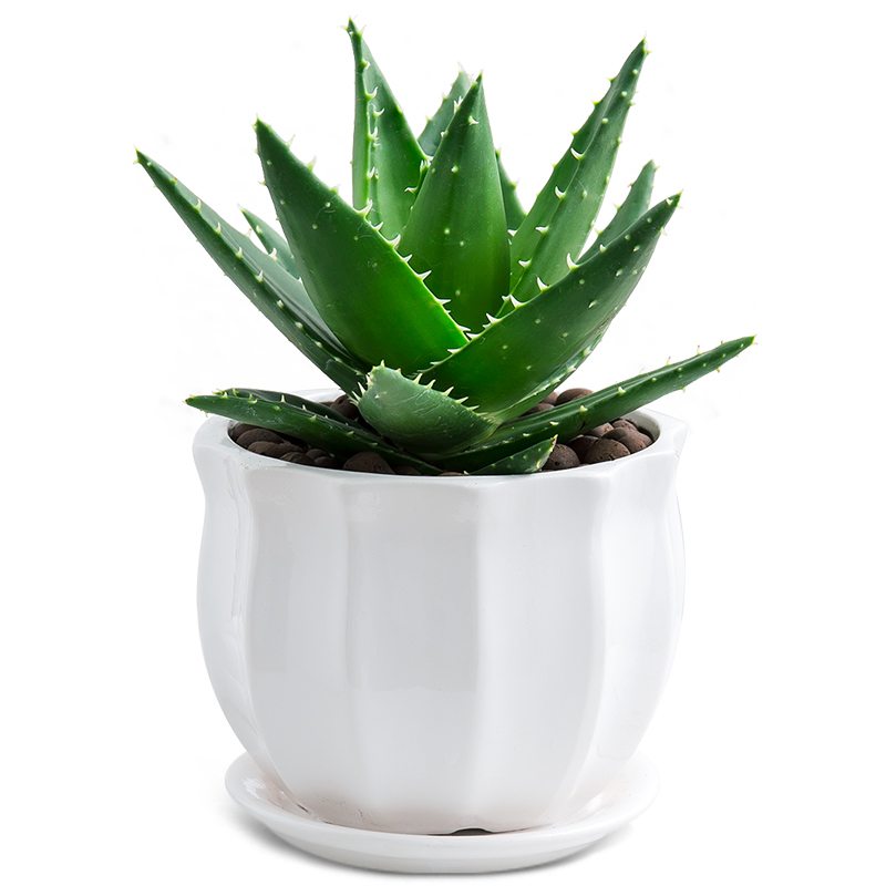 十二卷多肉的品种图鉴,100种多肉植物图片大全