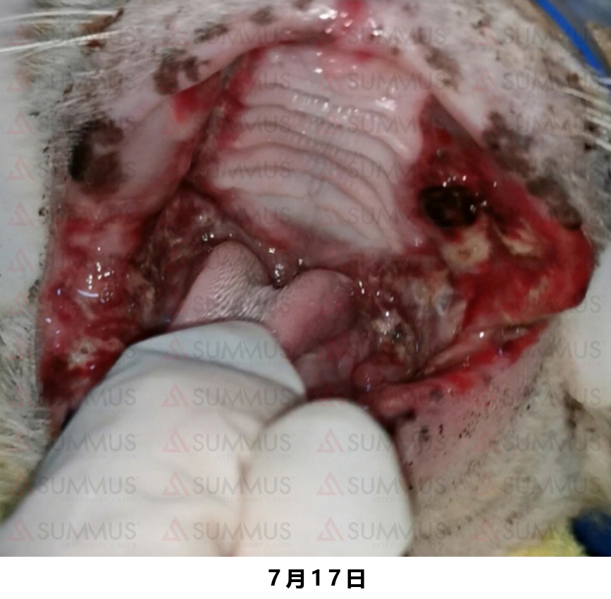 猫咪得了口炎谁有好办法治疗,猫咪得了口炎需要打什么针