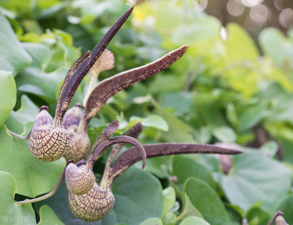 长得比较奇葩的植物,植物界奇葩的几种植物