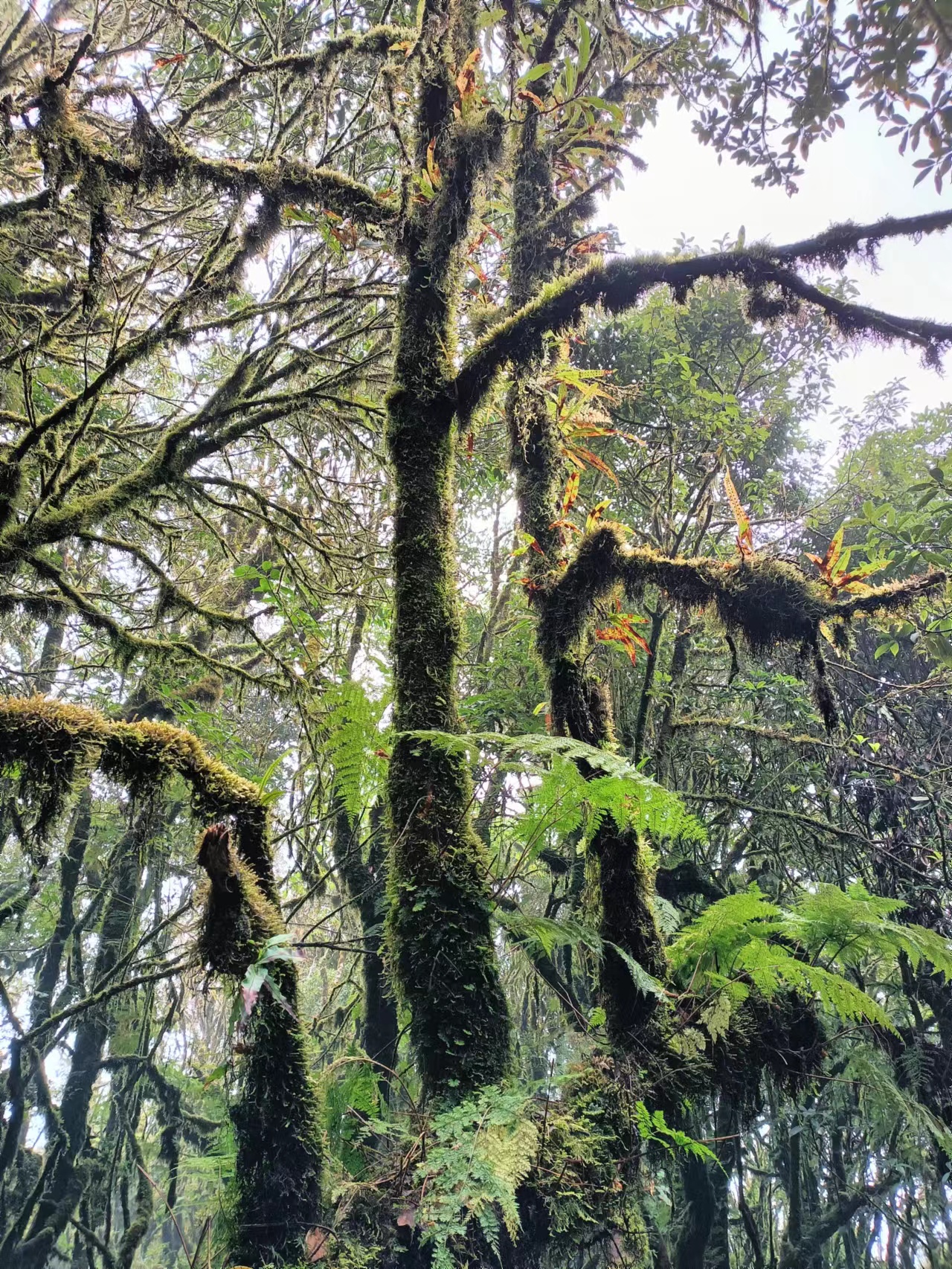 哀牢山金山垭口观景台,哀牢山茶马古道和金山栈道