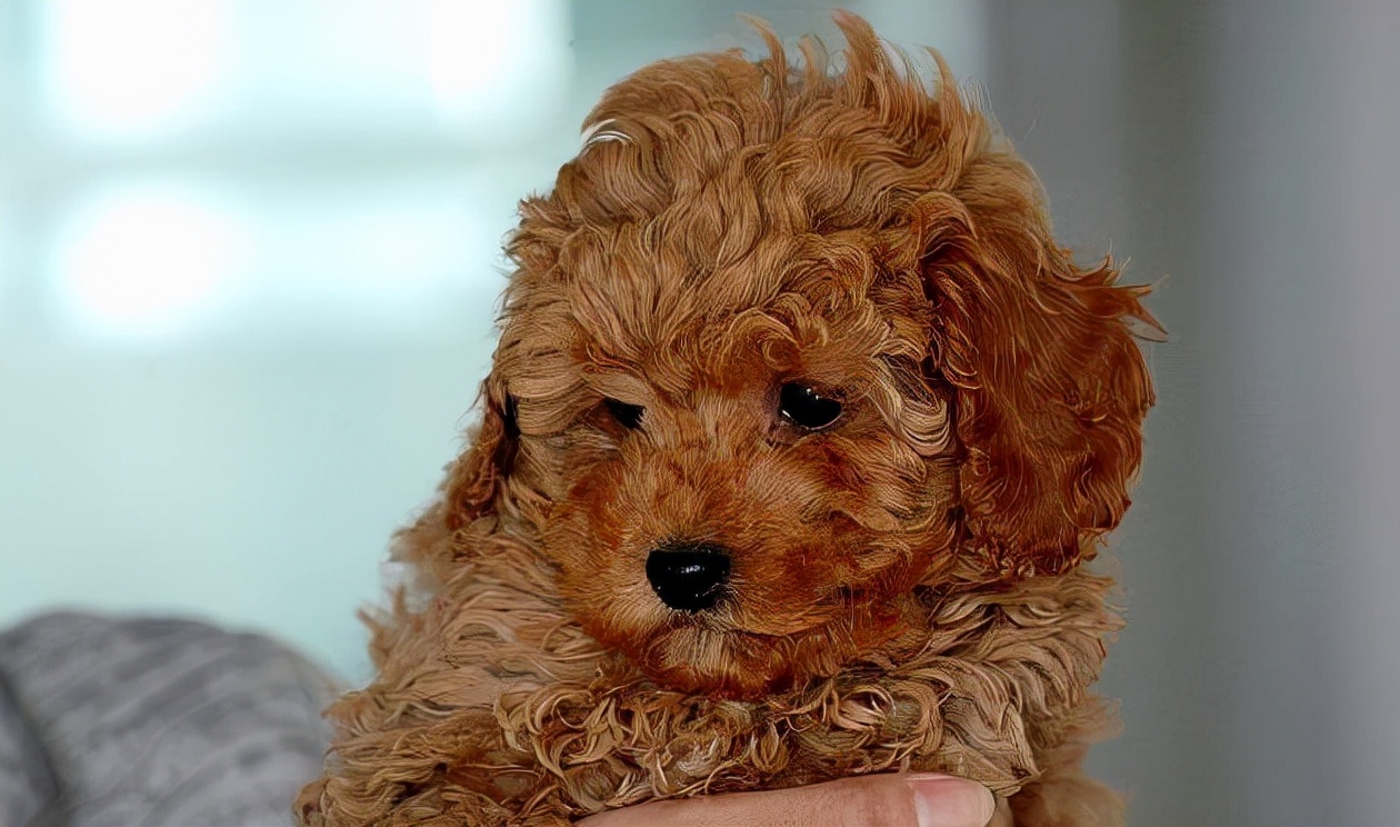 泰迪脾气很大,泰迪脾气有多差