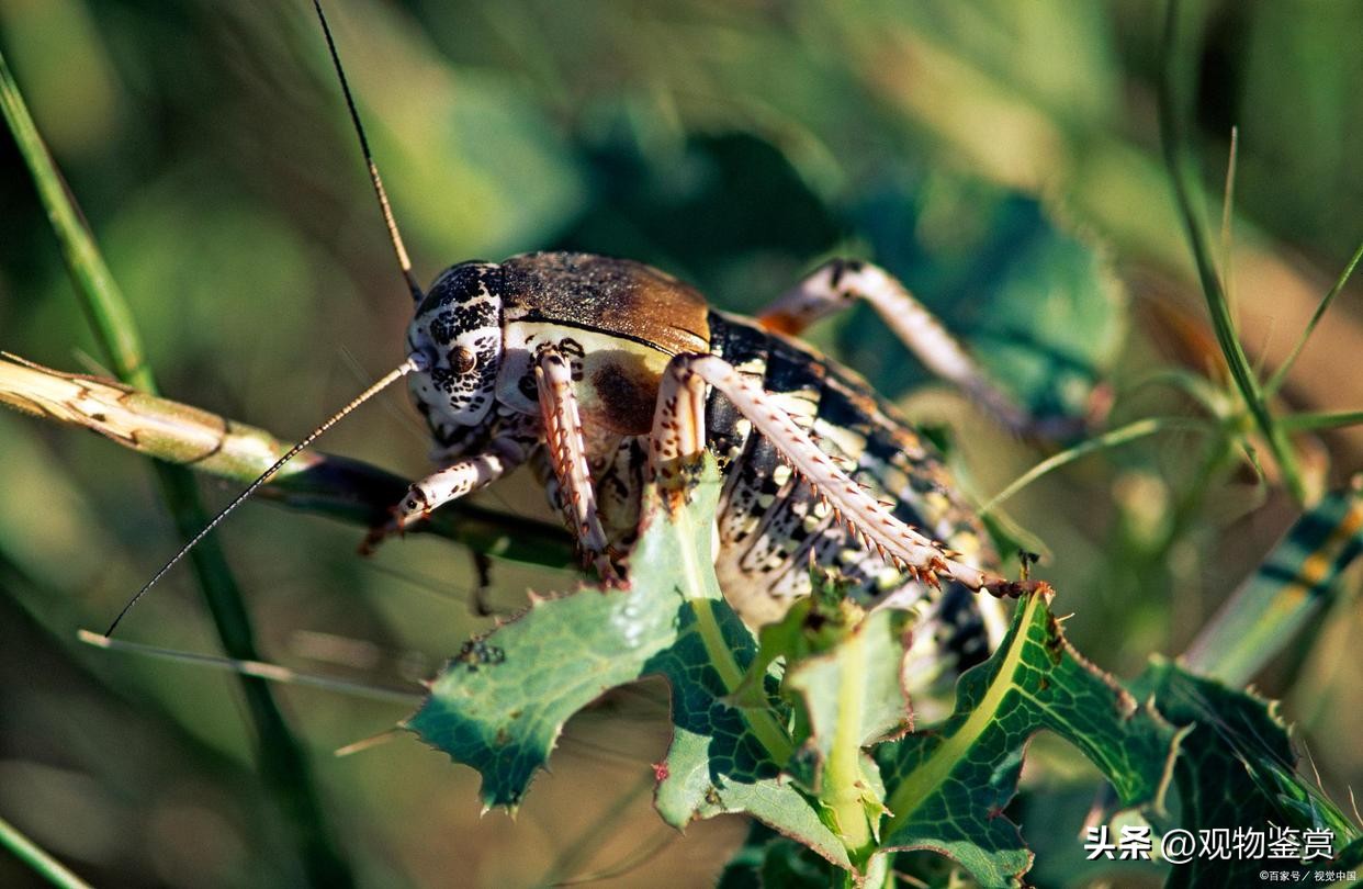 蟋蟀晚上一直叫怎么回事,蟋蟀躲在墙缝里一直叫