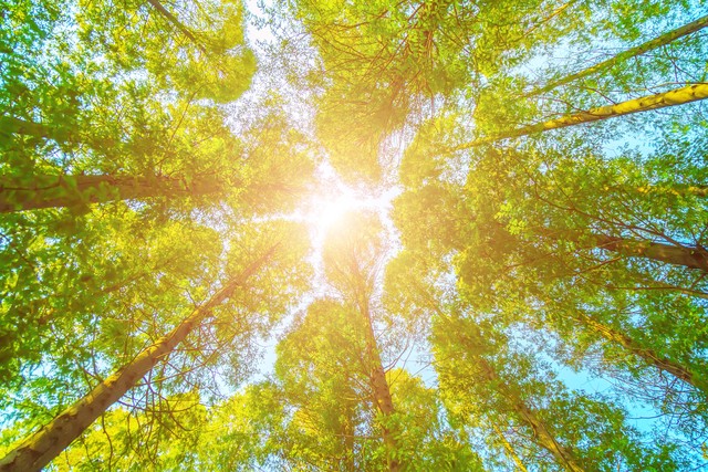 高考考点必背知识点政治,高考核心词汇考点