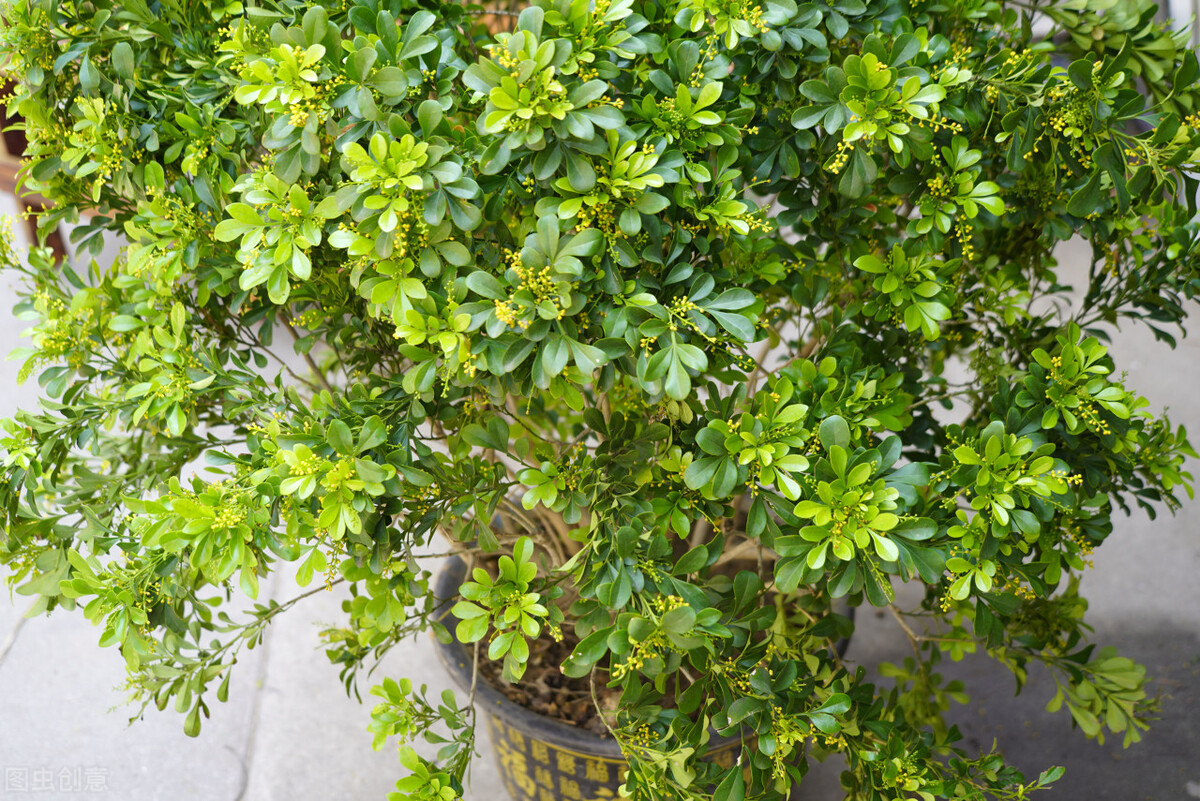 太实用了！45种常见植物养殖方法大全