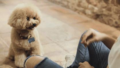 泰迪为啥那么讨人厌,泰迪真的好色么