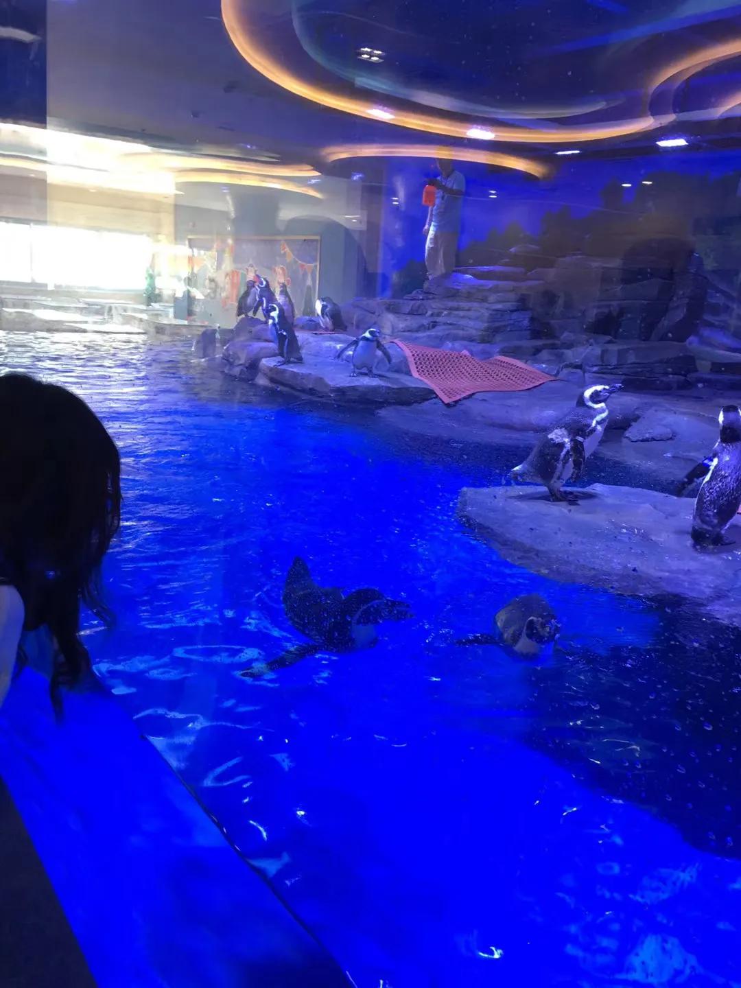 上海海昌海洋公园极限挑战,上海海昌海洋公园在哪个区