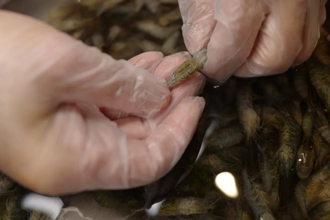 比夏花灿烂的,是苏州人的虾籽