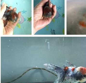 金鱼狮子头烂头黑头怎么治疗,狮子头金鱼头太大怎么办