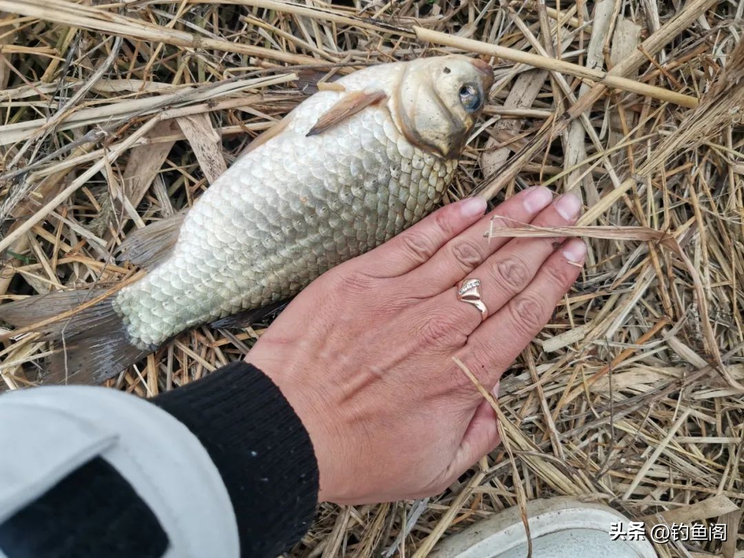 用什么办法可以让鱼快速的长大,一招让鱼开口