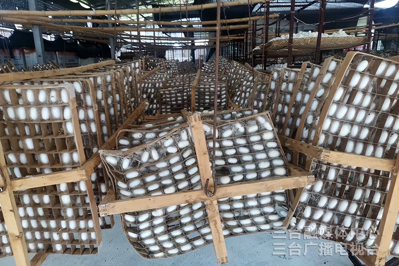 小小“银茧”拓宽农民致富道路