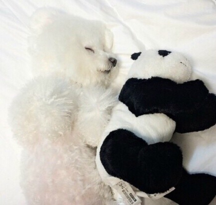 比熊拉血怎么回事,比熊犬拉绿屎怎么回事