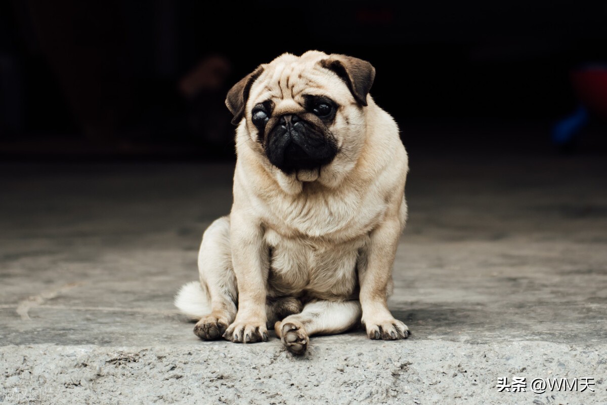 最适合家庭饲养的小型犬推荐,适合简单饲养的小型犬