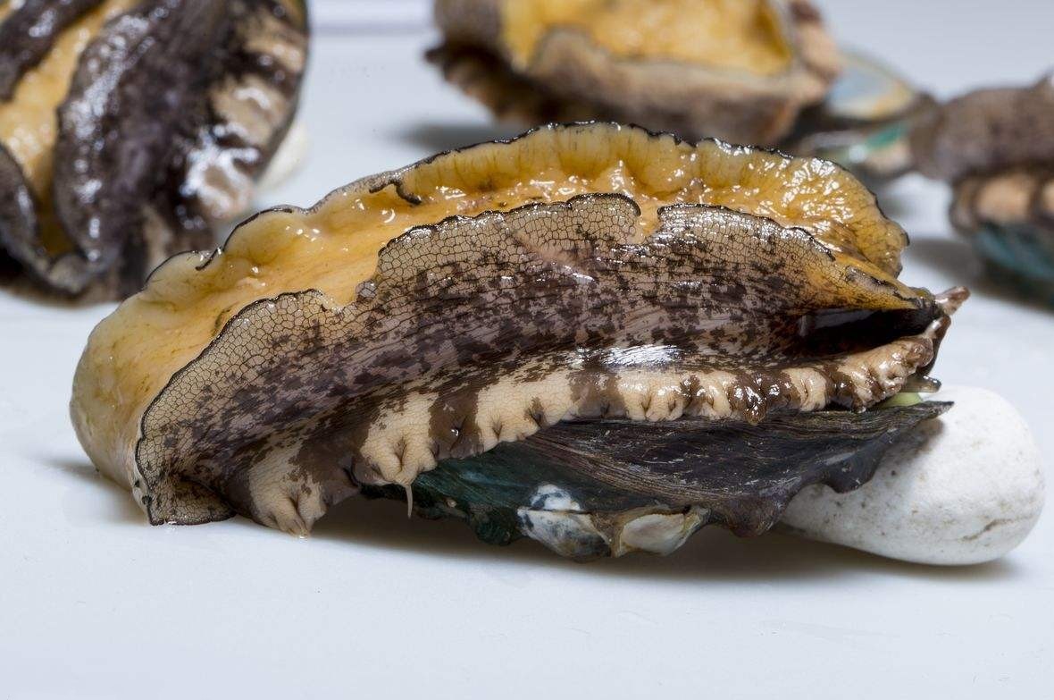 真正属于鱼的动物是,三种动物有鱼但不属于鱼类