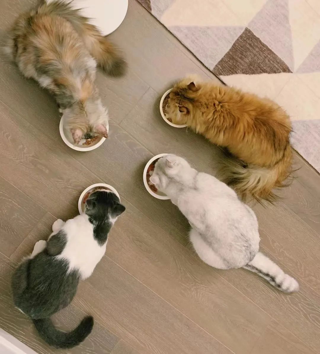 铲屎官的哲学观,铲屎官痛点