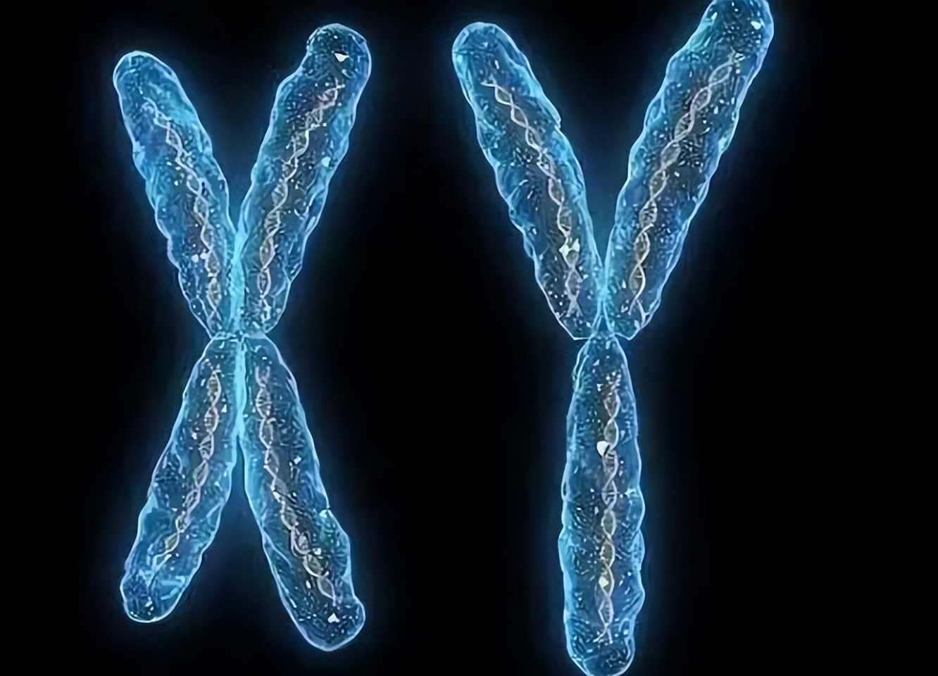 y染色体即将消失,y染色体即将消失男性将会怎样