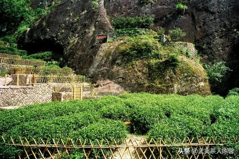 大红袍母树什么时候变成假的了,母树大红袍的存活率是多少