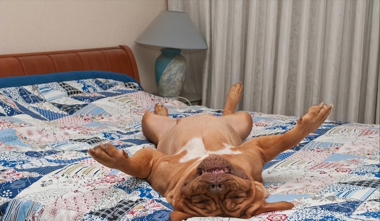 狗狗为什么爱睡床睡沙发,狗狗喜欢睡枕头上是什么原因