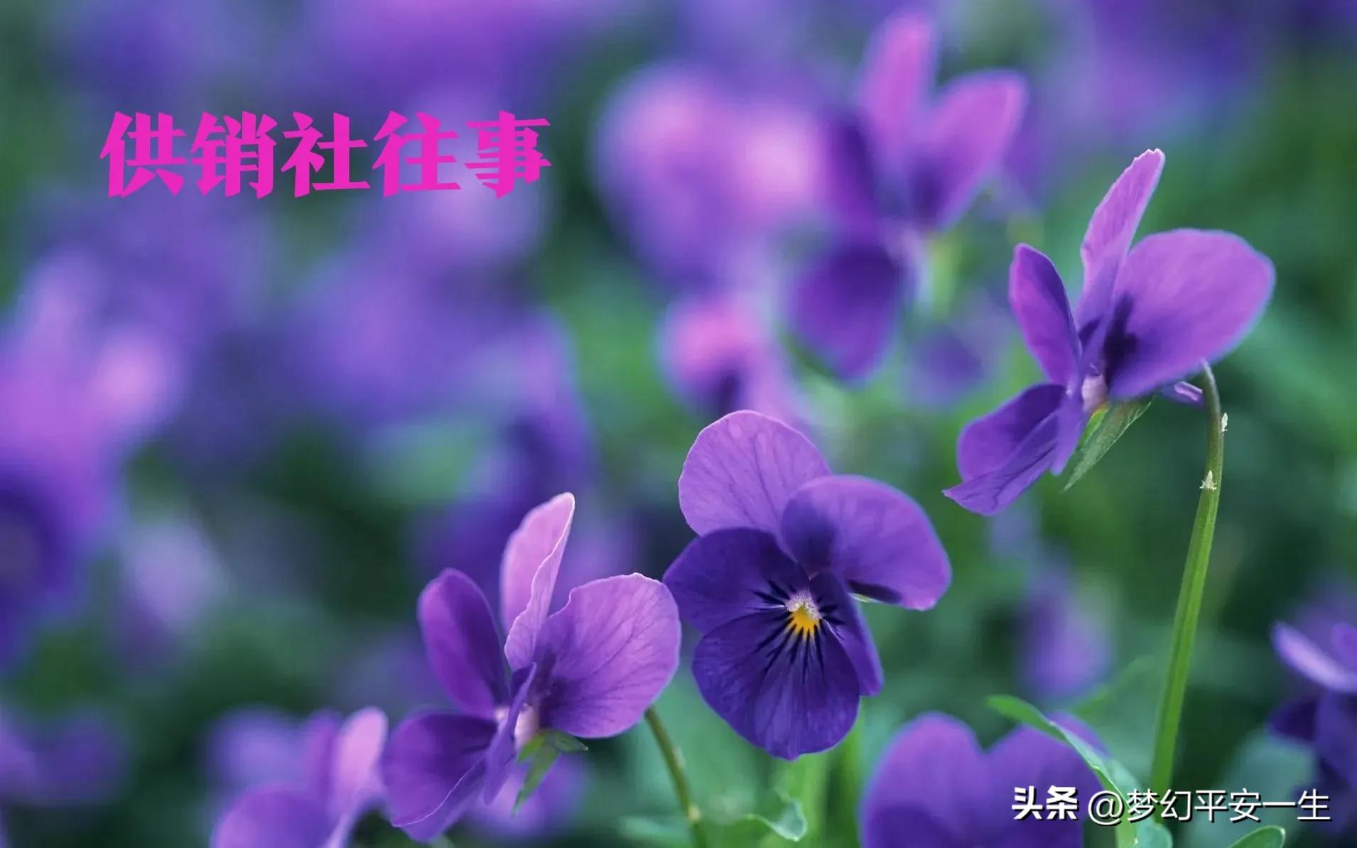 我经历的供销社变迁,我在七零供销社上班