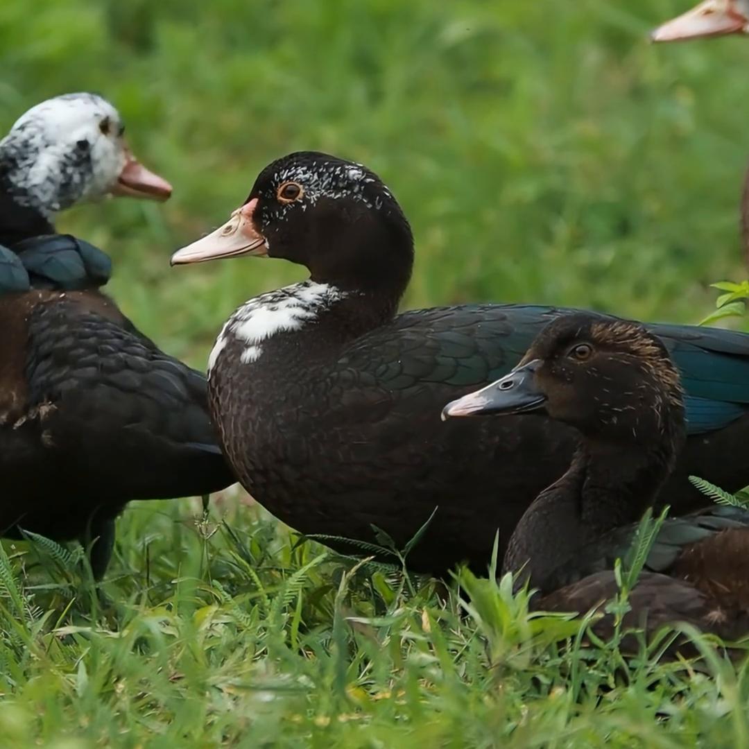 做真实的自己，做真实的产品。#乡村味道