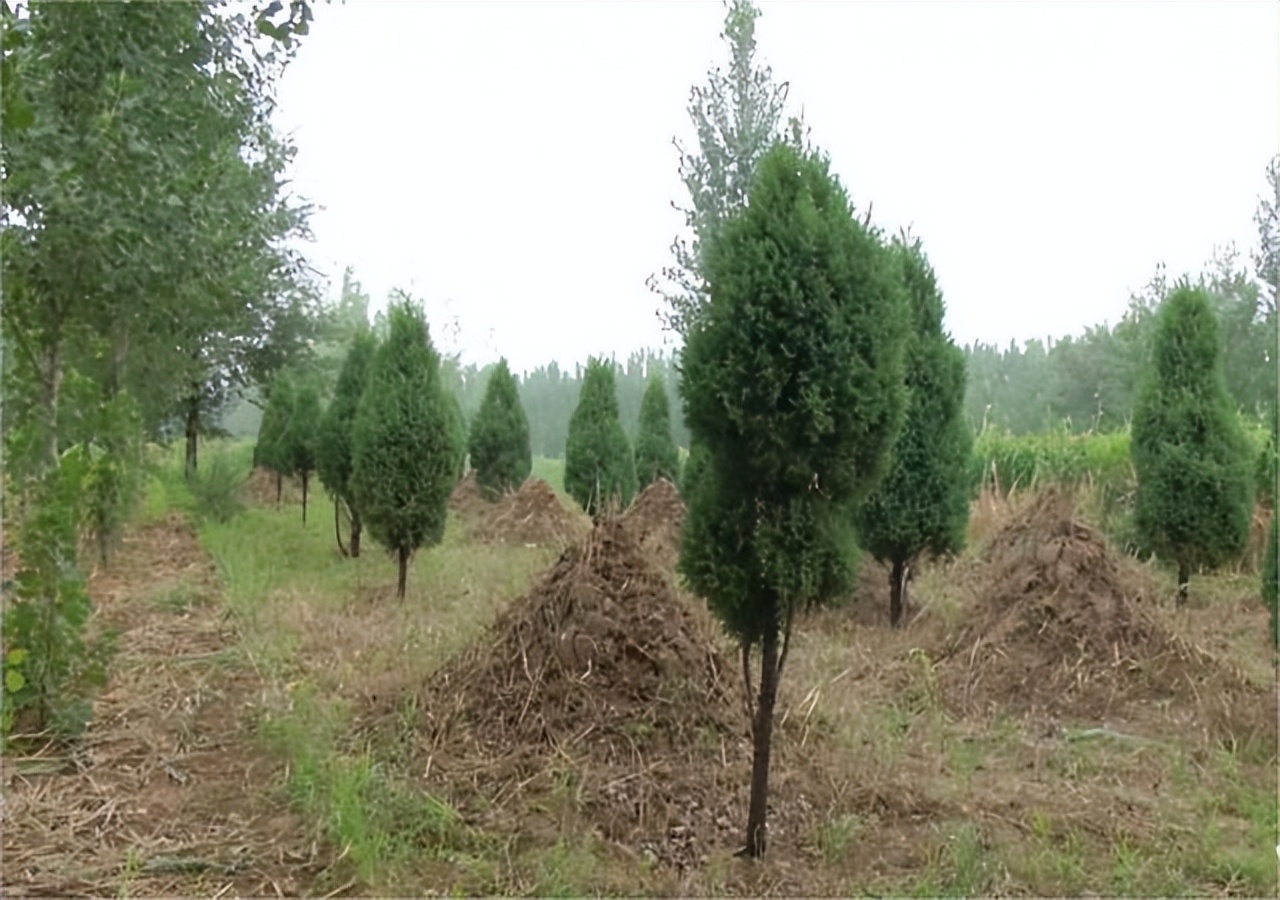 坟茔地风水影响几代人,坟的东北方位代表哪个子孙后代