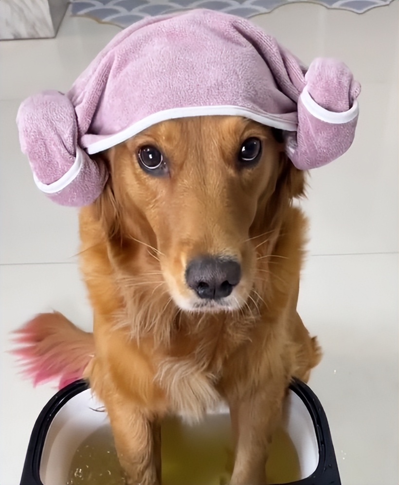 驴得水小朋友是智障猫吗,全网公认的智障猫怕水