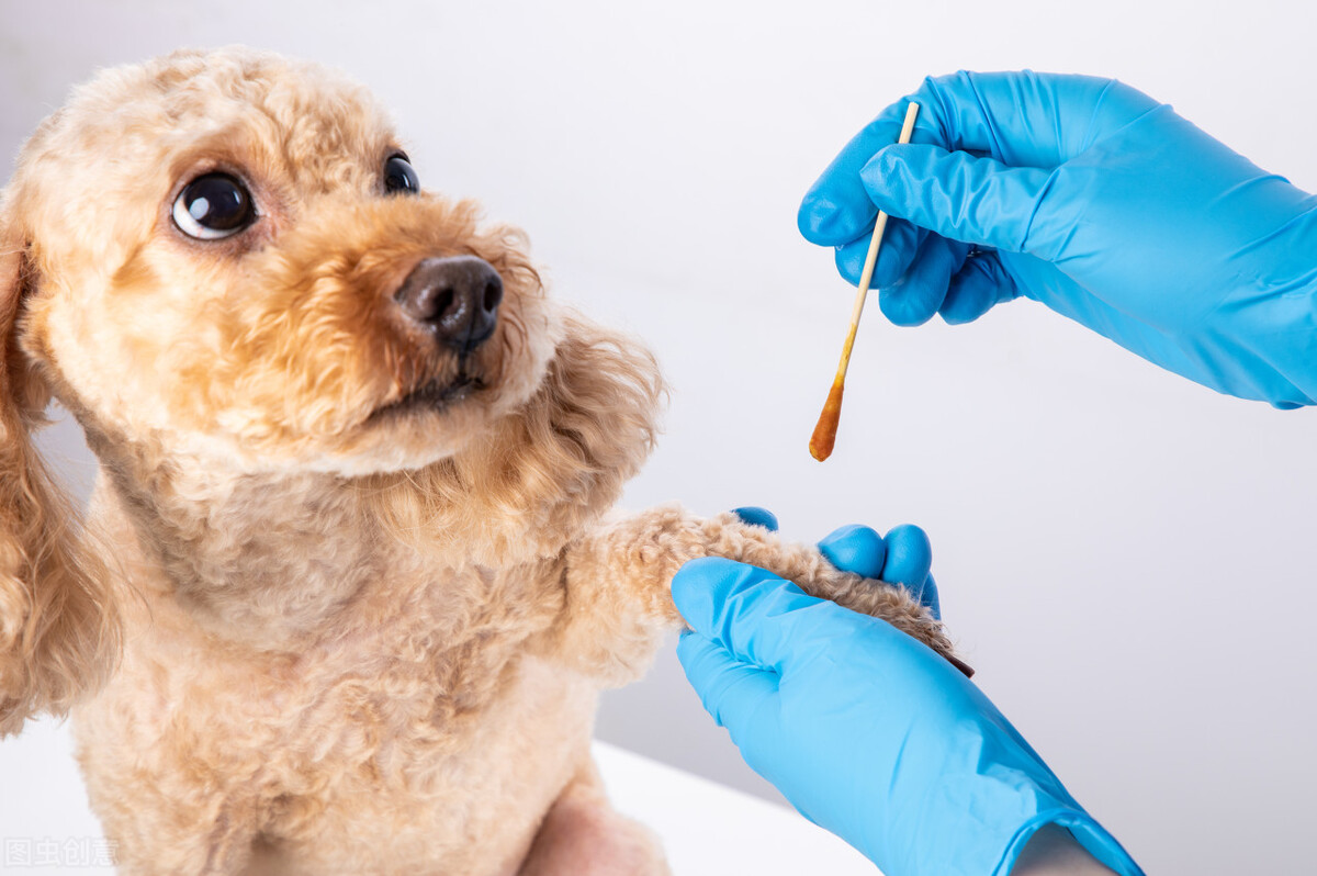 泰迪犬后腿突然不敢落地,泰迪犬后腿无力补什么合适