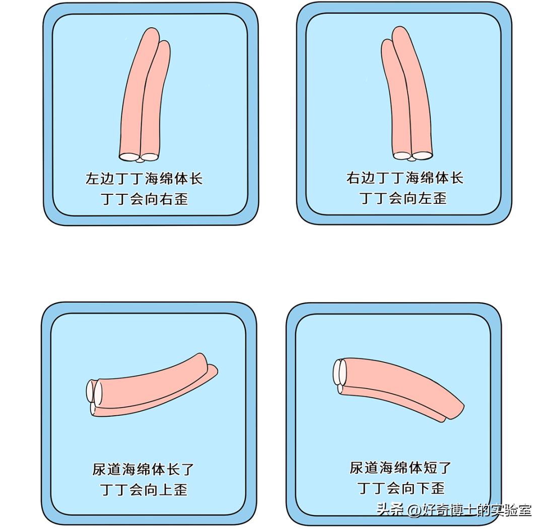 男女生性别特征的表现,男女生的状况