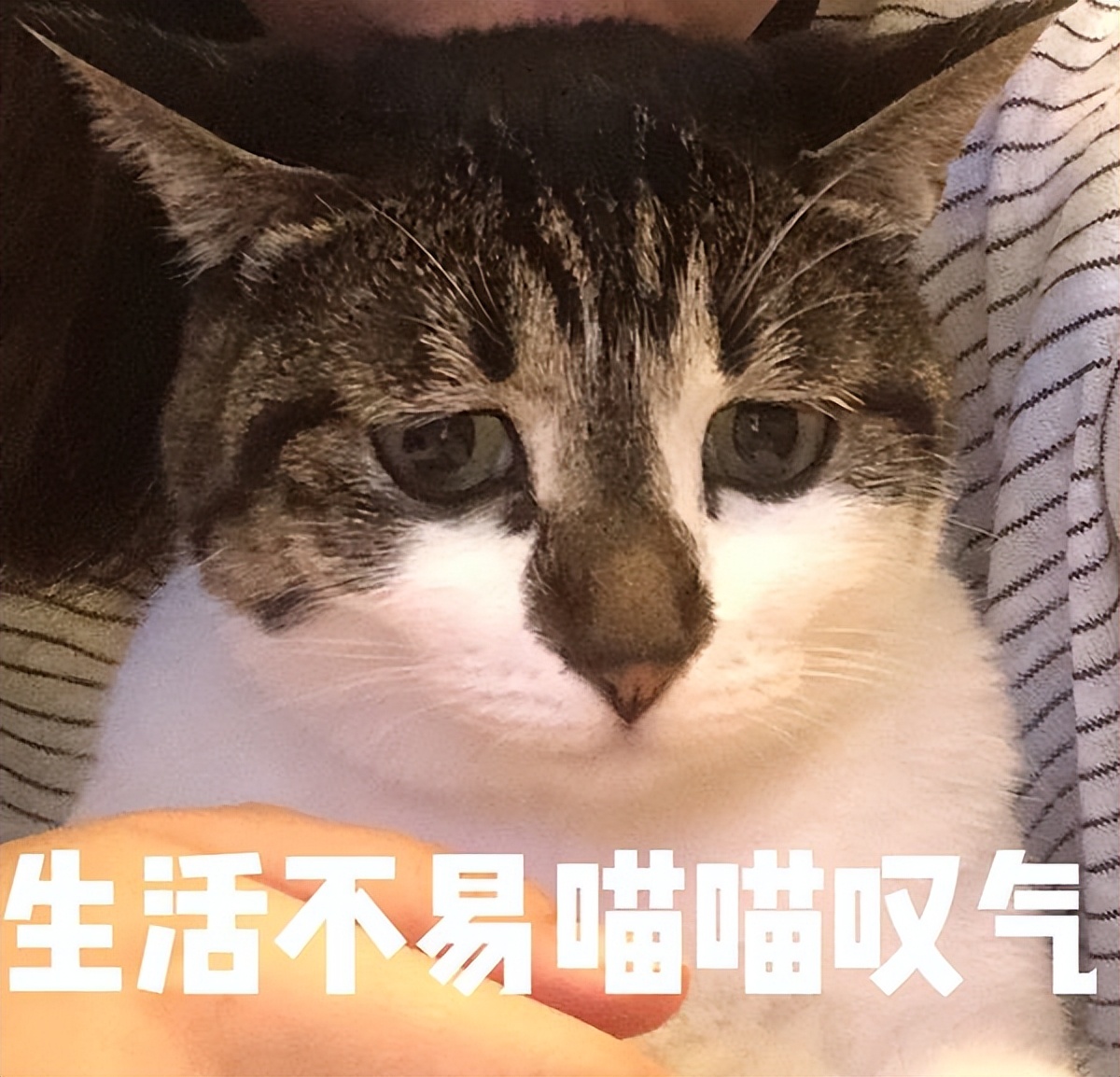 狸花猫护食该打吗,护主的狸花猫