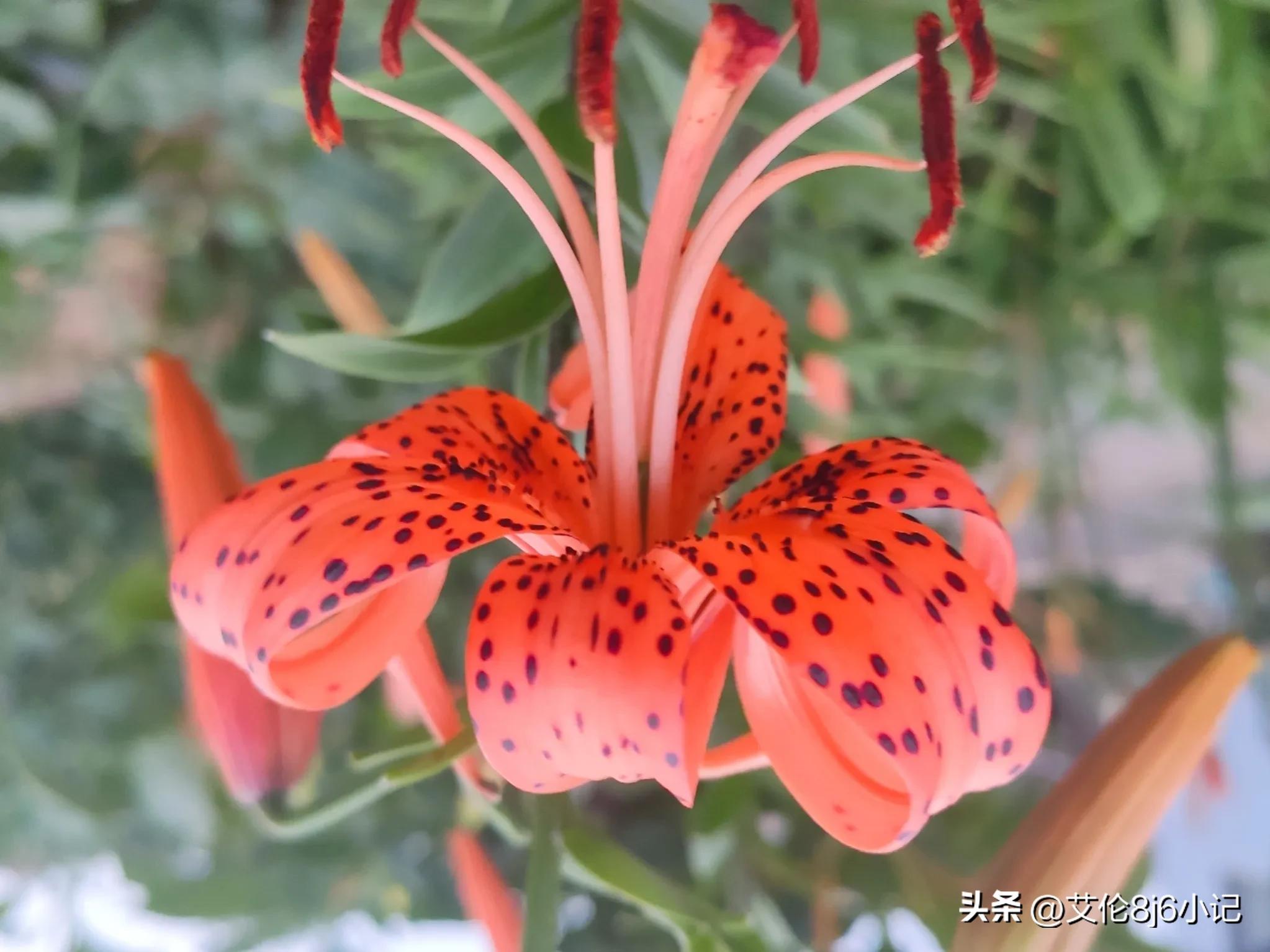 咏卷丹花开～绝美艳丽，虎皮花纹，美轮美奂