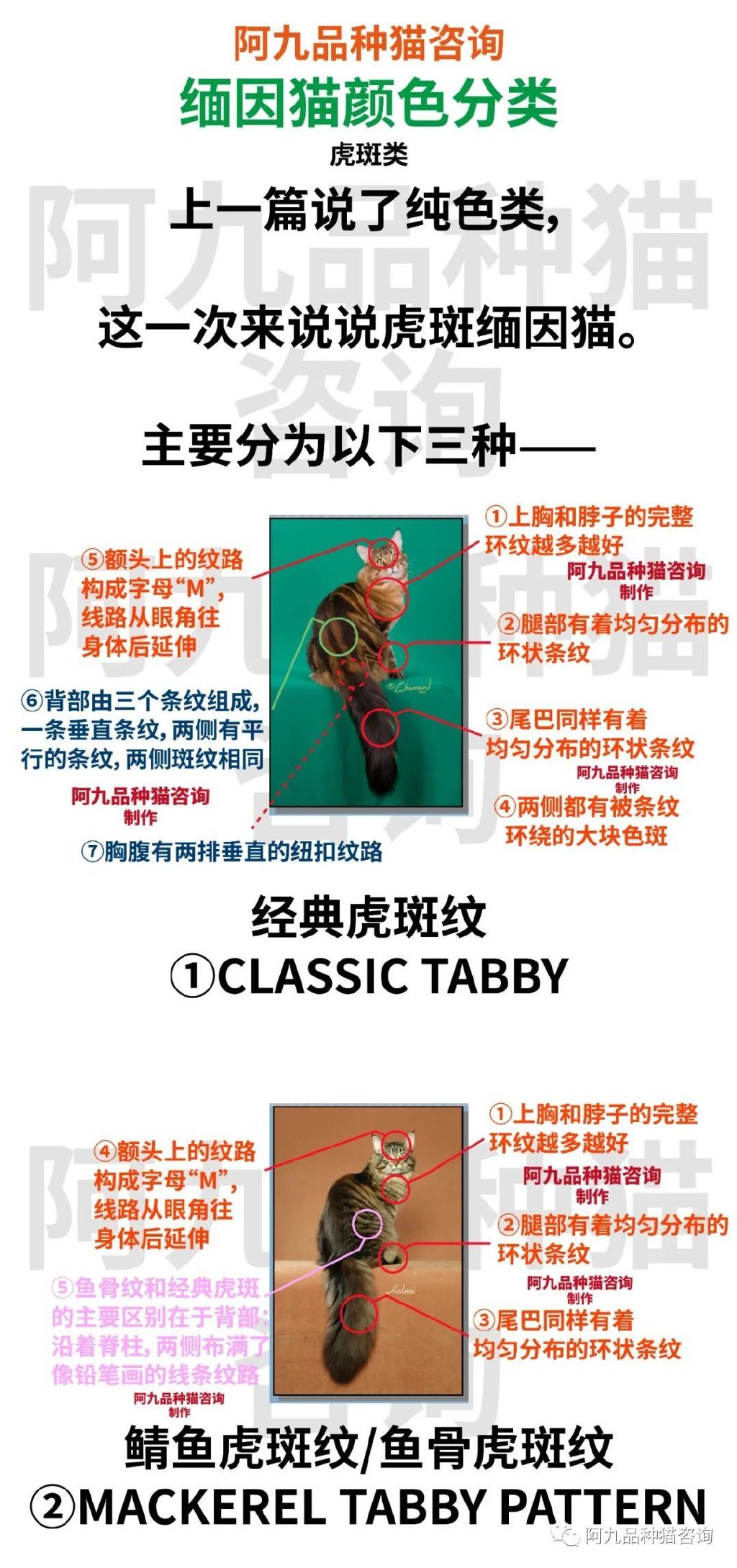 缅因猫品相极好的多少钱,品相一般的缅因猫什么价格