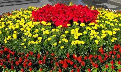 美丽的校园作文500字左右五年级,春天的校园真美作文300字三年级