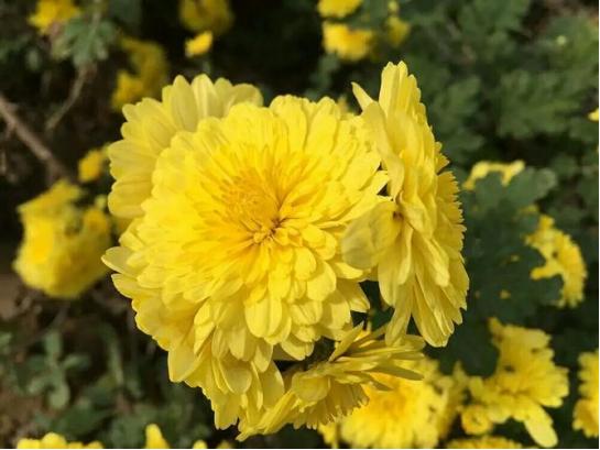 入秋能喝菊花茶吗,立秋可以喝枸杞菊花茶吗