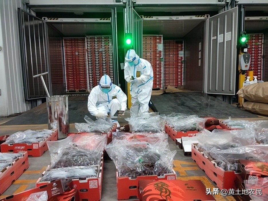 2023年进口水果市场行情预测,进口水果增多的原因