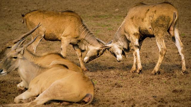 哺乳动物的生殖系统有骨头吗,地球哺乳动物演化