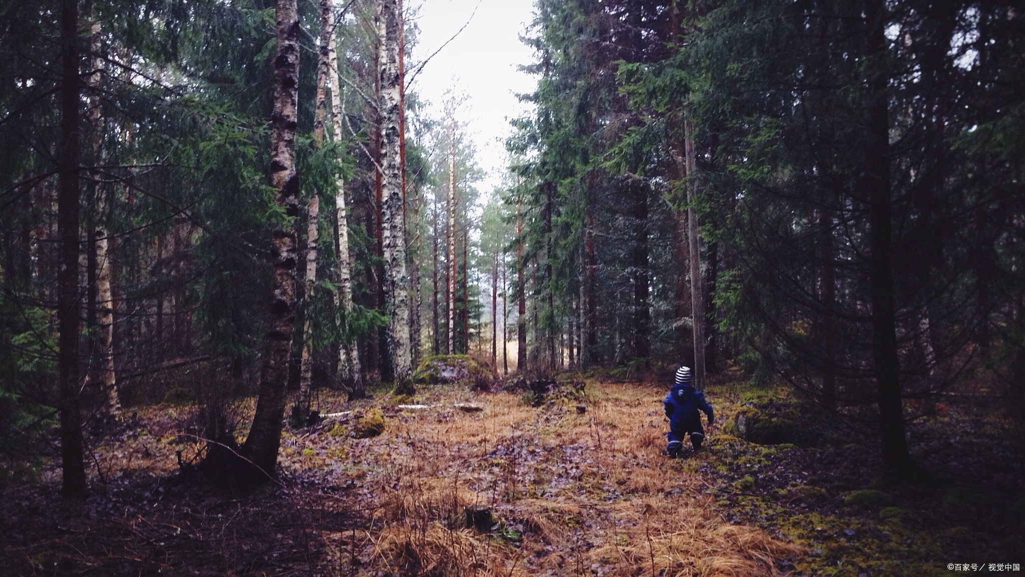 野外求生100天丛林生存技巧,在森林中迷路可以用什么辨别方向