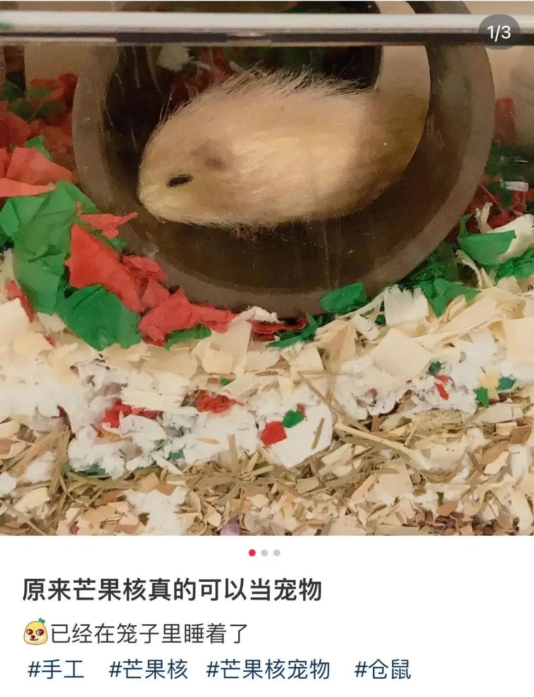 爆火！厦门流行养“芒狗”！网友：很怀疑他们的精神状态