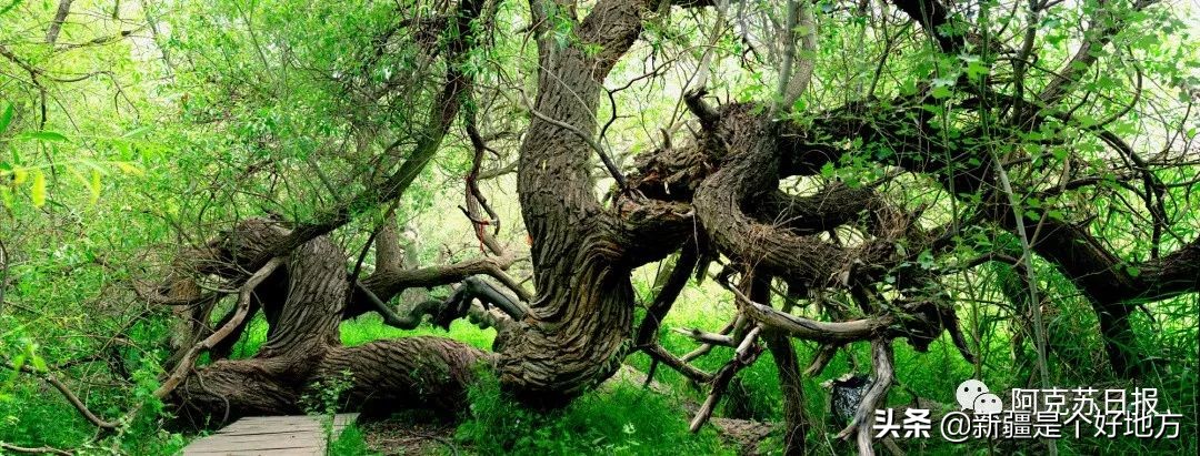 阿克苏自由行攻略大全,阿克苏自驾游攻略最佳路线