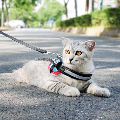 猫猫如何快速的教它不要咬手,猫猫怎么防止应激