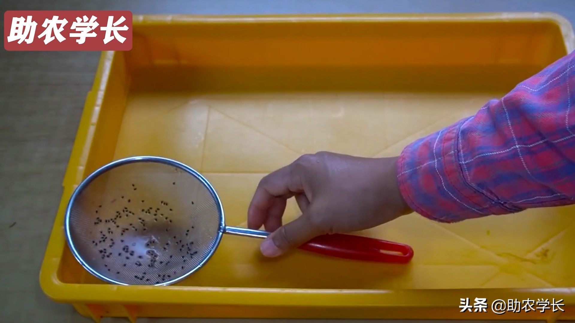 火龙果种子种植到结果的技术方法,如何培育火龙果又大又甜