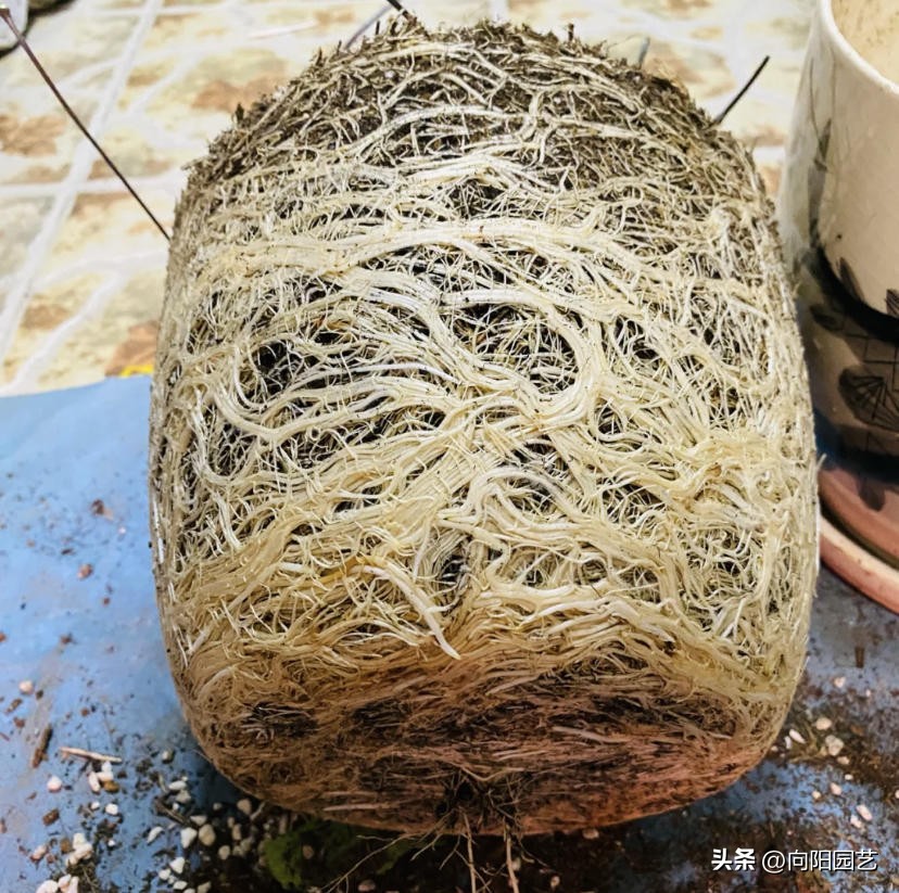 哪种进口泥炭土比较好,进口泥炭土大全