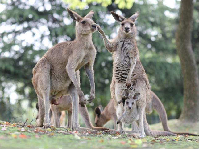 这里有只熊猫会叉腰!——上野的一大波“萌”兽来袭