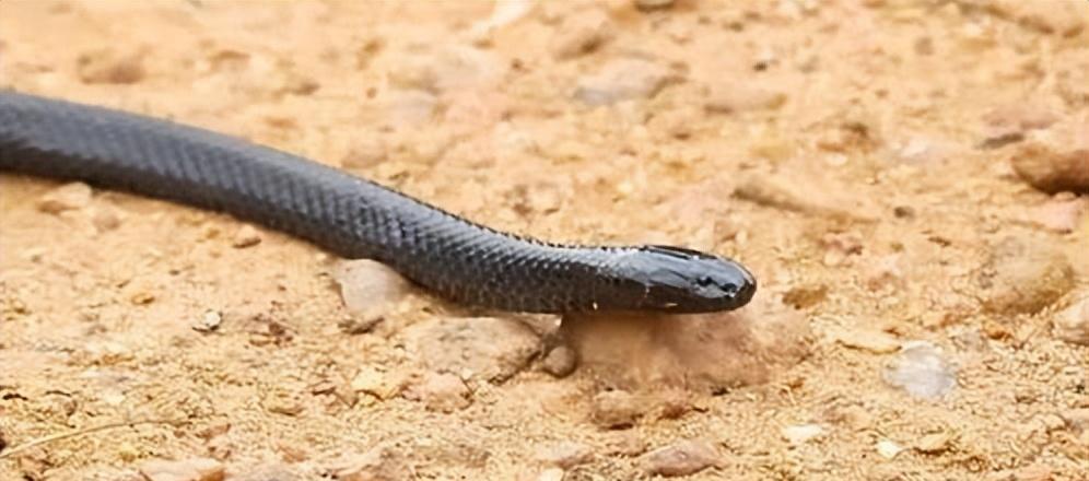 谁也不服谁都使出了自己的绝招,谁也不服前一句