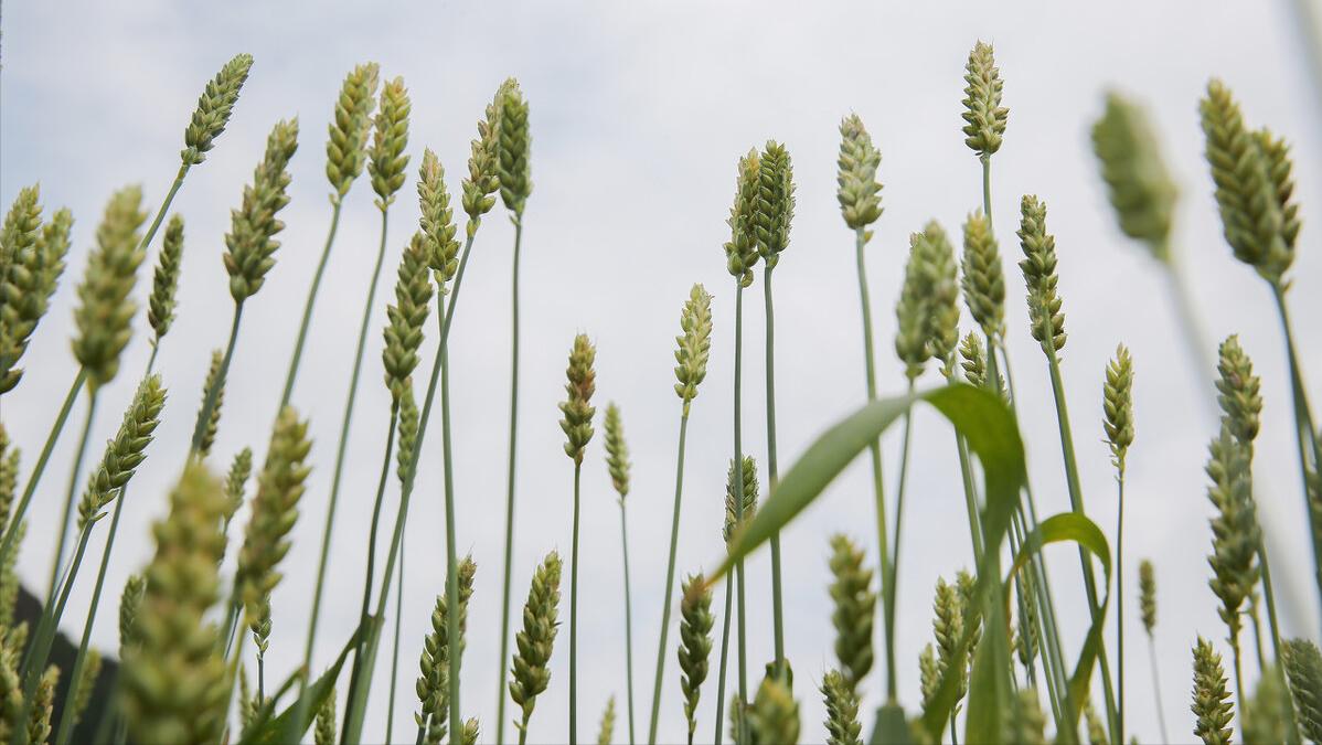 未来最好做的生意就是降维打击,商业模式创新从来都是降维打击