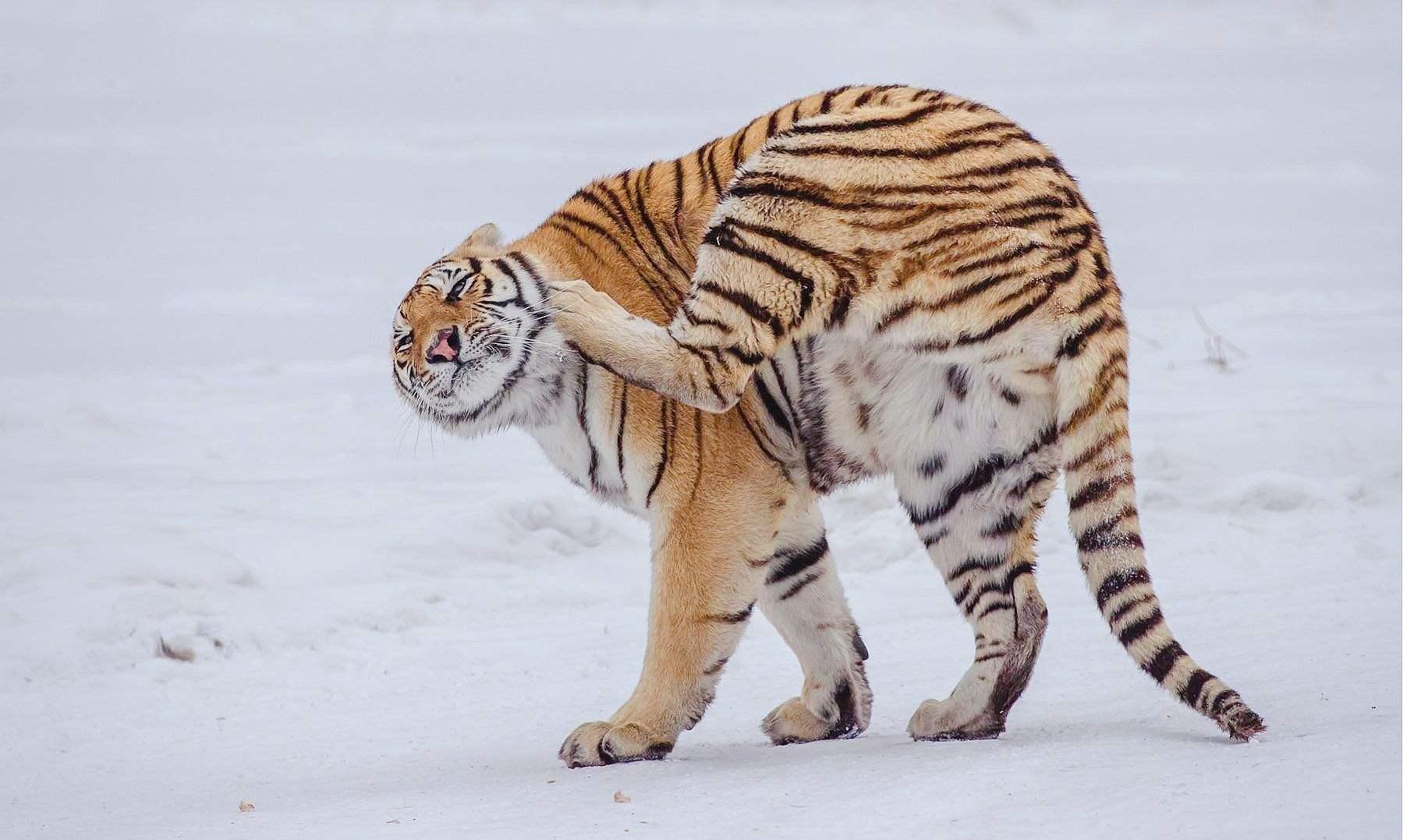 东北虎为什么在逐渐减少,下山东北虎现在怎么样了