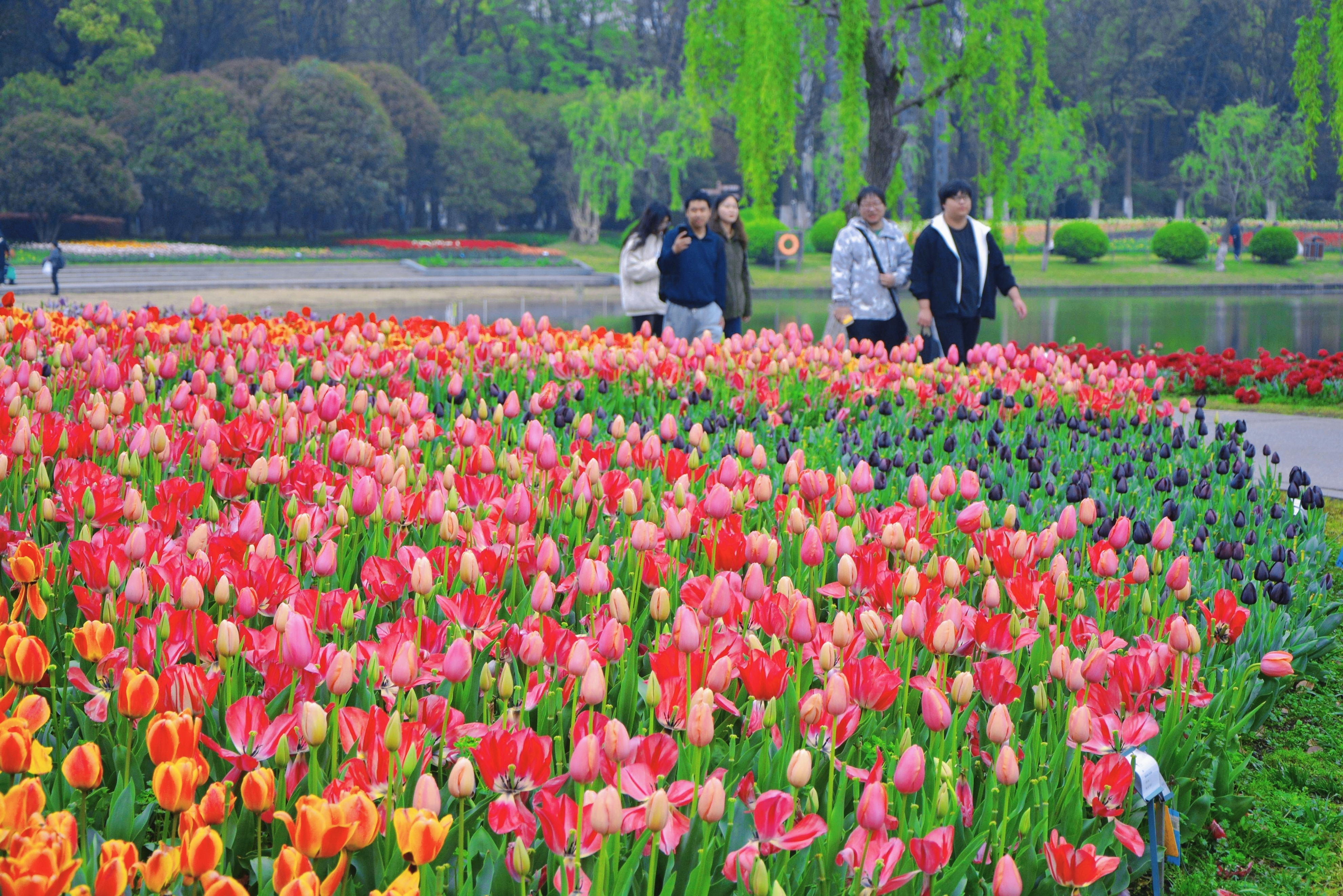 鲜花港郁金香花海,国际鲜花港花海