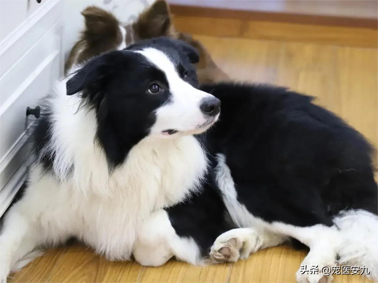 狗狗癫痫过后怎么让它安静下来,狗狗得了癫痫吃什么营养品较好